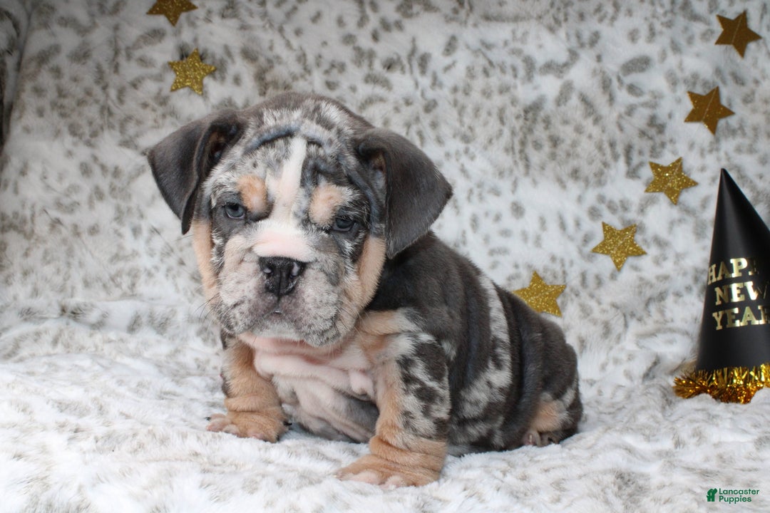 English Bulldog dogs for sale: Trixie - Ad 3