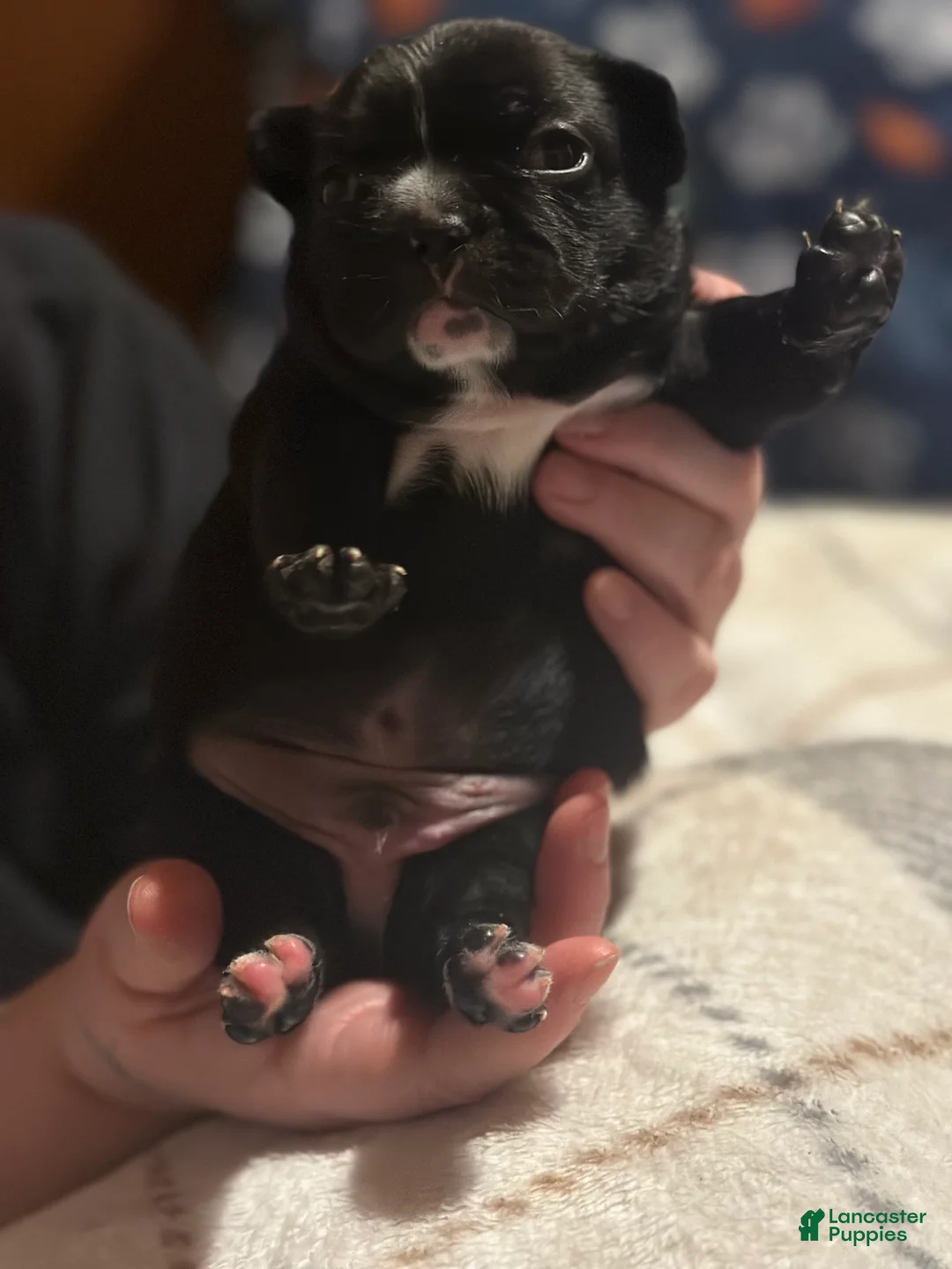 French Bulldog dogs for sale: French Bulldog Puppy 3 - Ad 2