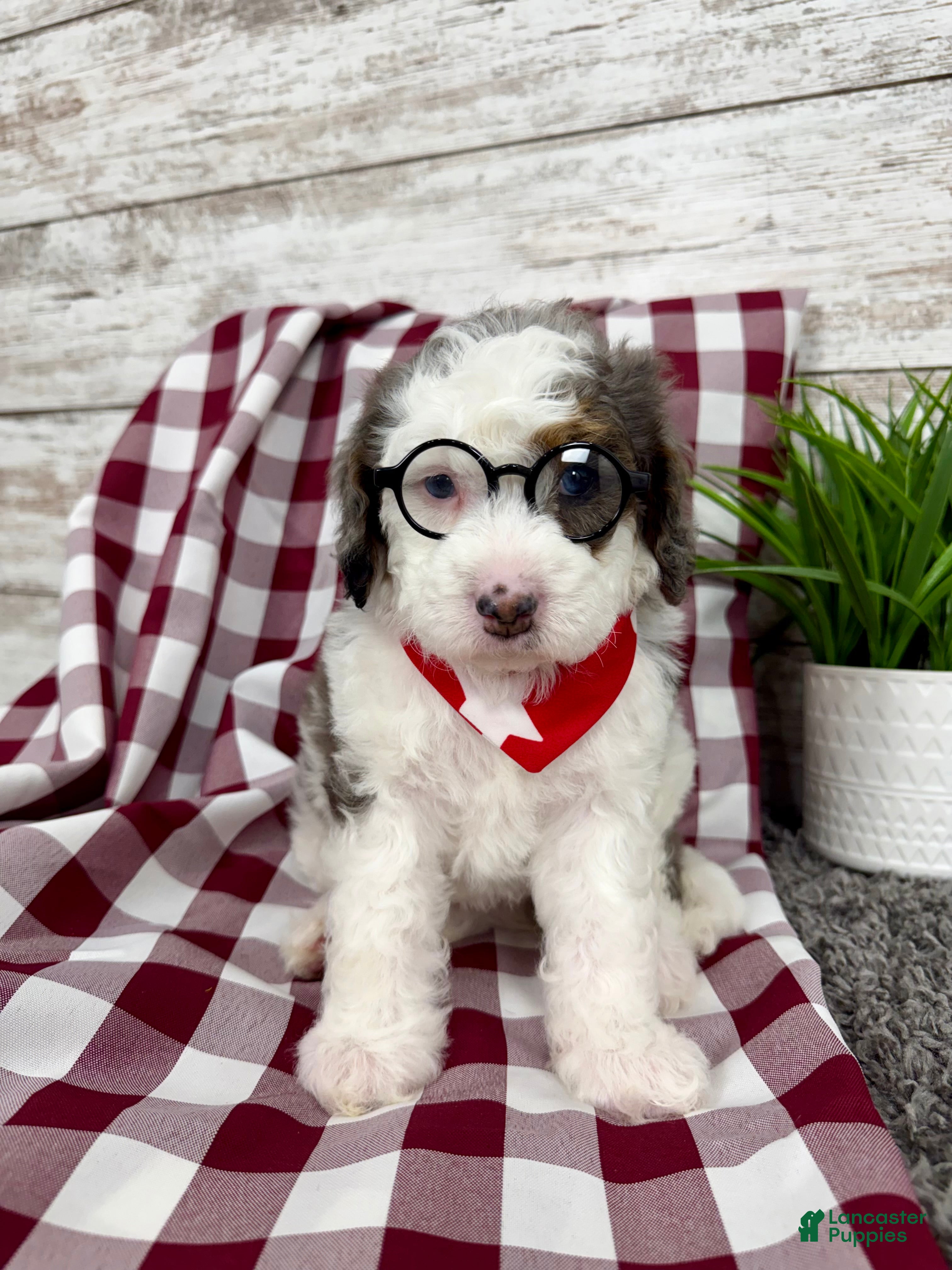 Mini Bernedoodle dogs Enzo - Ad 8