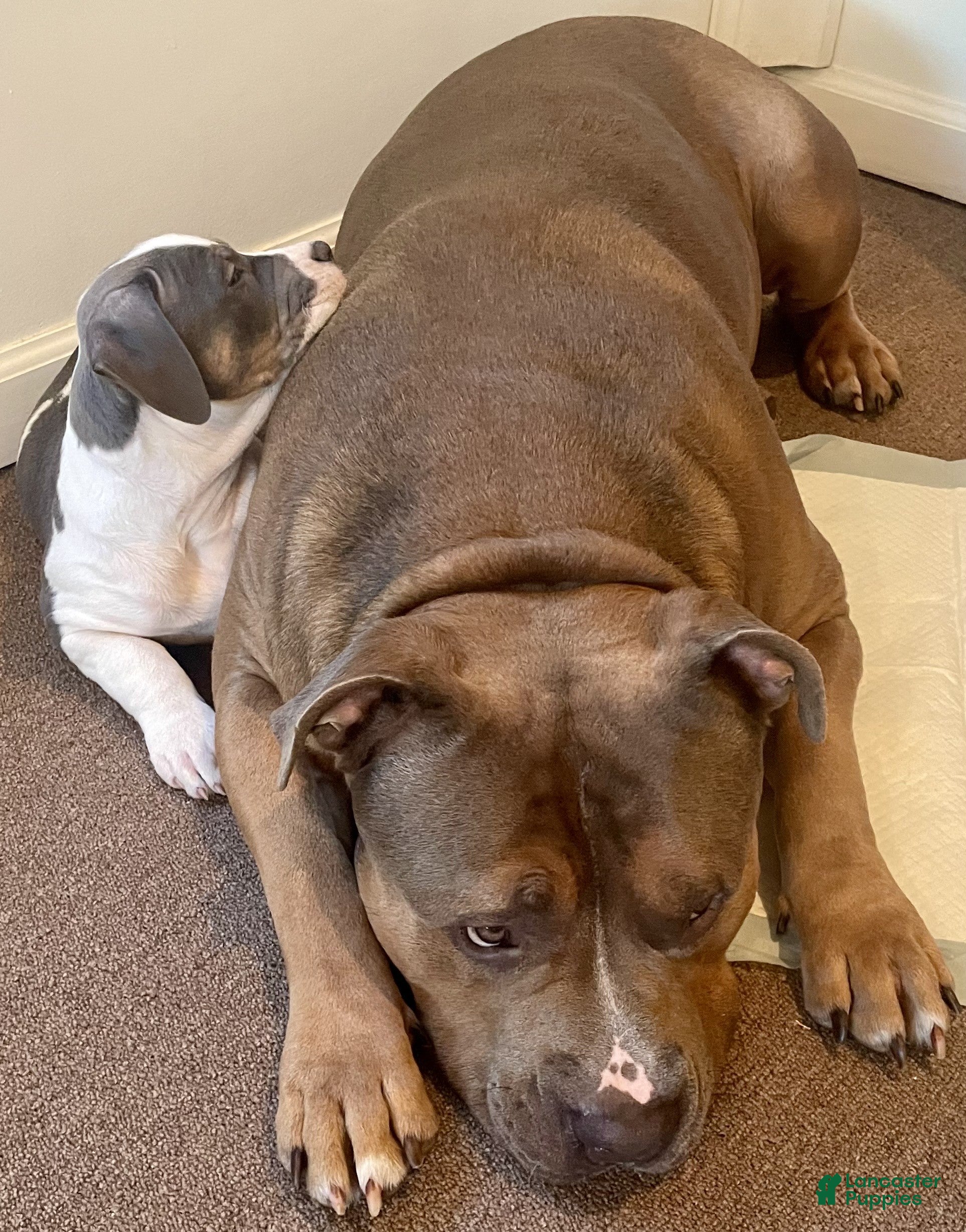 American Bully dogs Alpha-Al - Ad 30