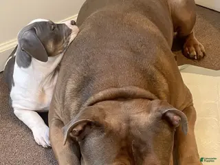 American Bully dogs Alpha-Al - Ad 30