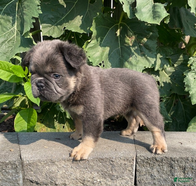 French Bulldog dogs Hank- fluffy - Ad 2