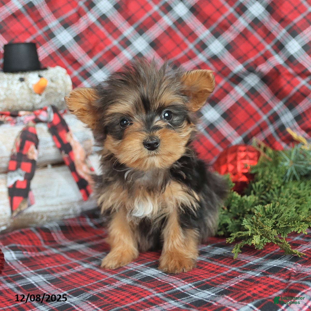 Yorkiepoo dogs Twinkle - Ad 20