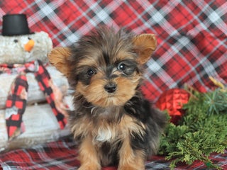 Yorkiepoo dogs Twinkle - Ad 1