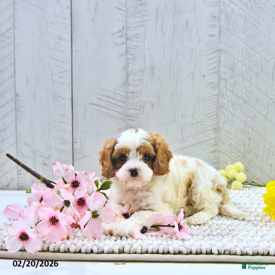 Cavapoo dogs Marlo - Ad 2