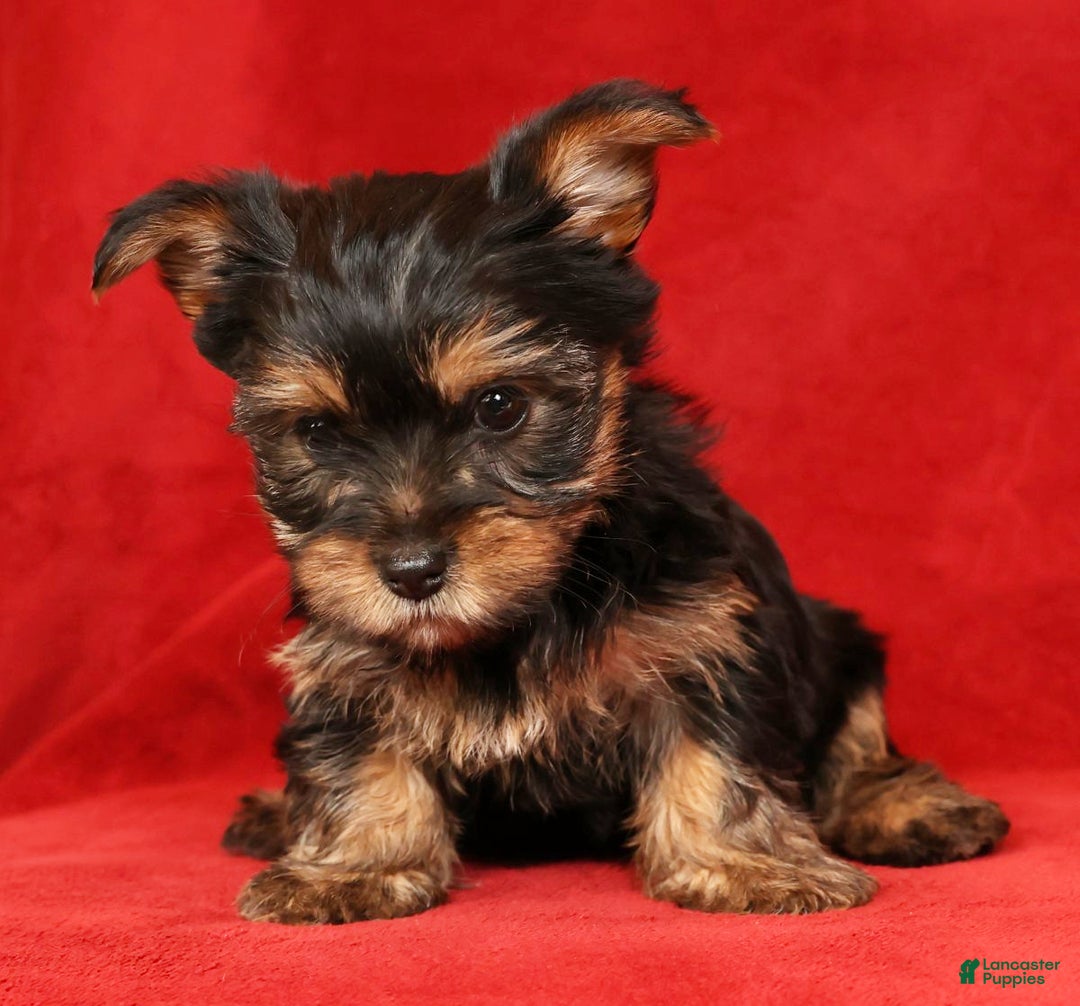 Yorkshire Terrier dogs for sale: Cocoa - Ad 5