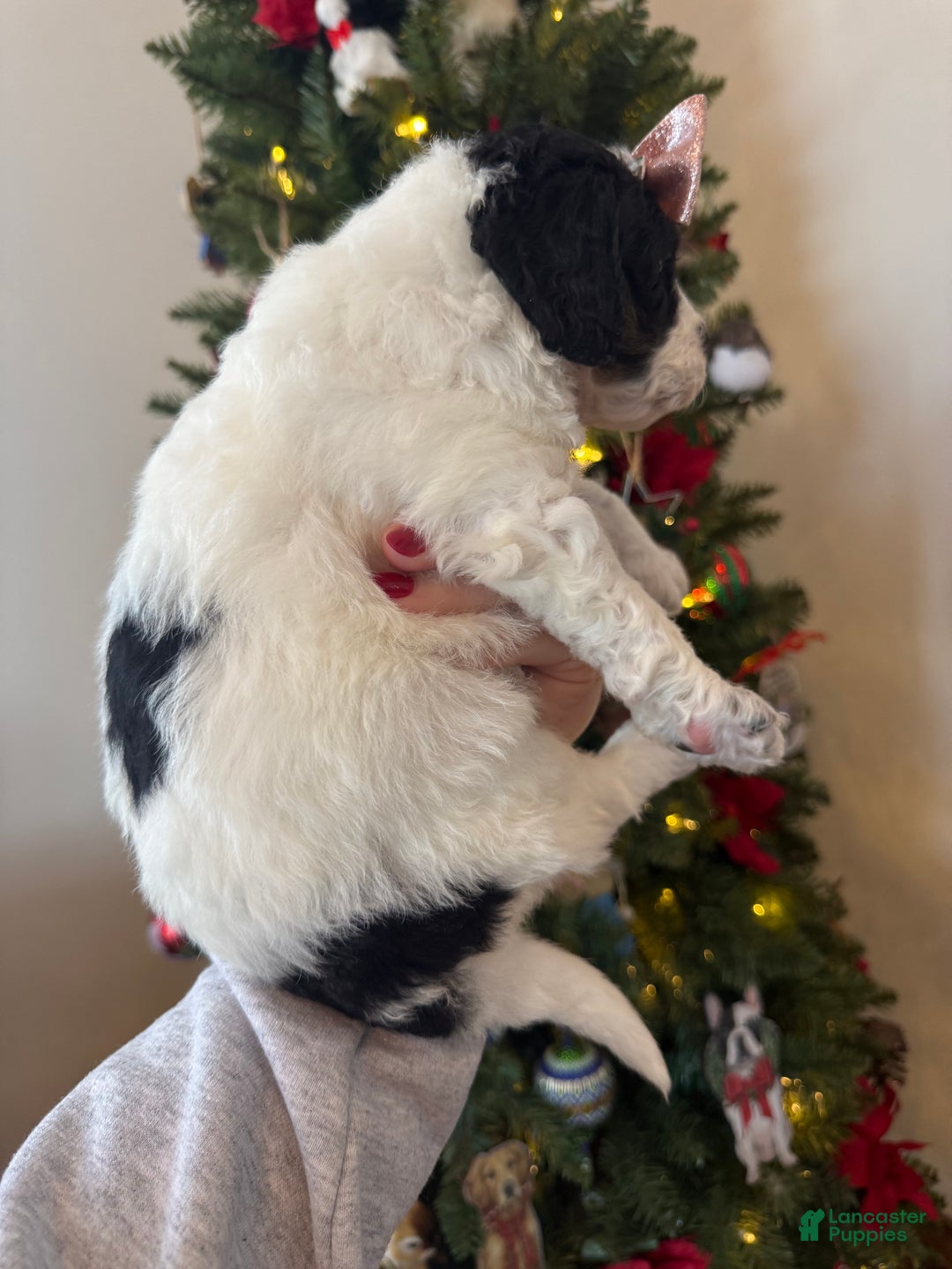 Mixed Breed dogs for sale: Farah - Ad 6