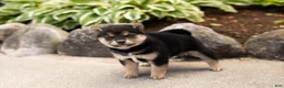 Shiba Inu dogs for sale: Matrika  - Ad 1