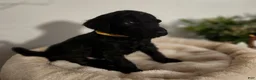 Standard Poodle dogs for sale: Baer - Ad 3