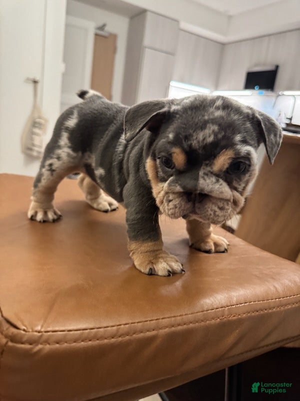 English Bulldog dogs for sale: Boy 2 - Ad 1