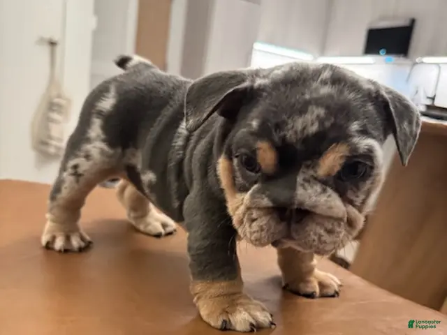 English Bulldog dogs for sale: Boy 2 - Ad 1
