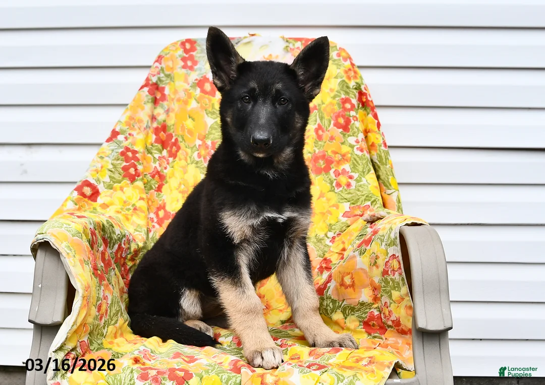 German Shepherd dogs for sale: Willow - Ad 1