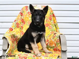 German Shepherd dogs for sale: Willow - Ad 1