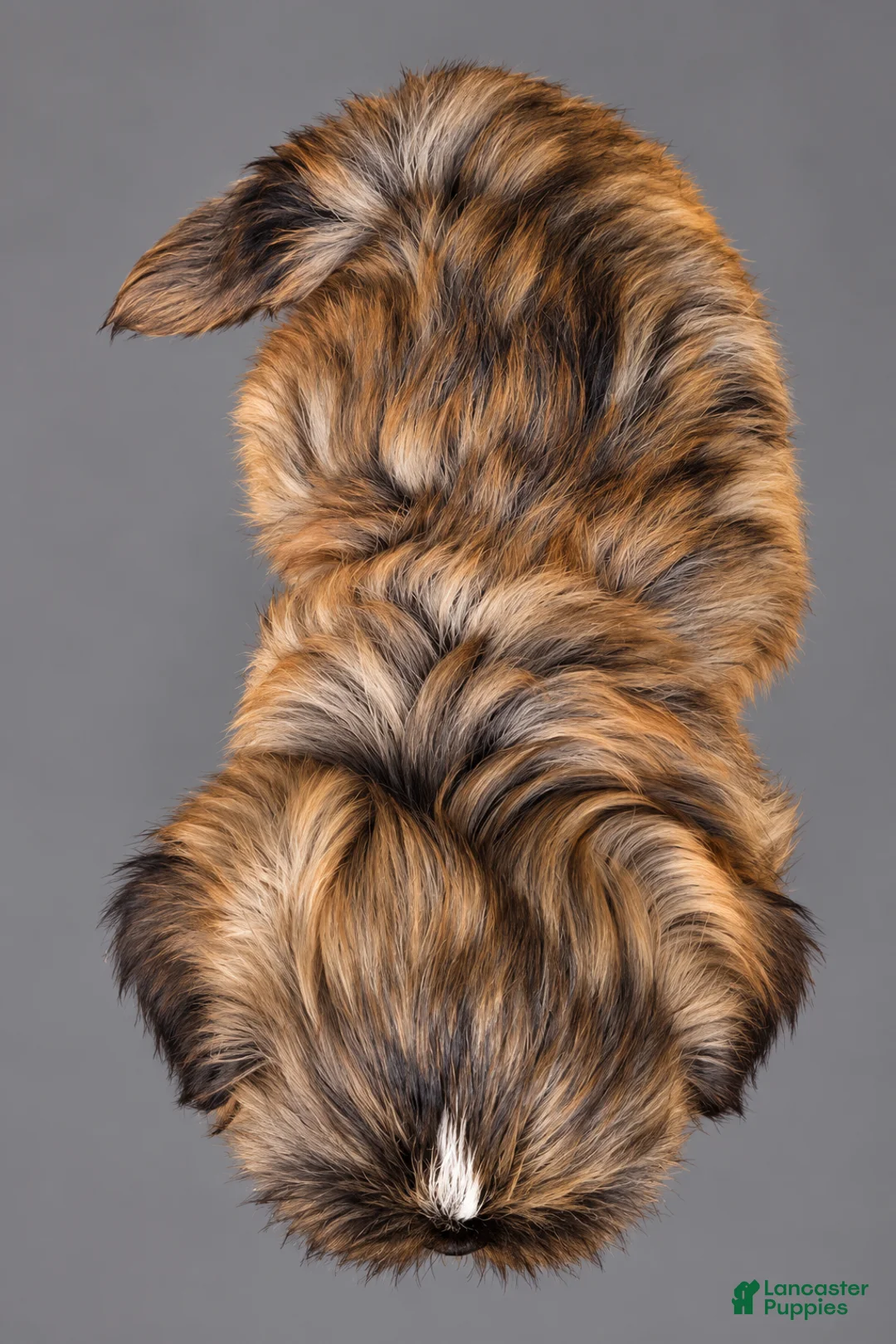 Shih Tzu dogs for sale: Waffles - Ad 2