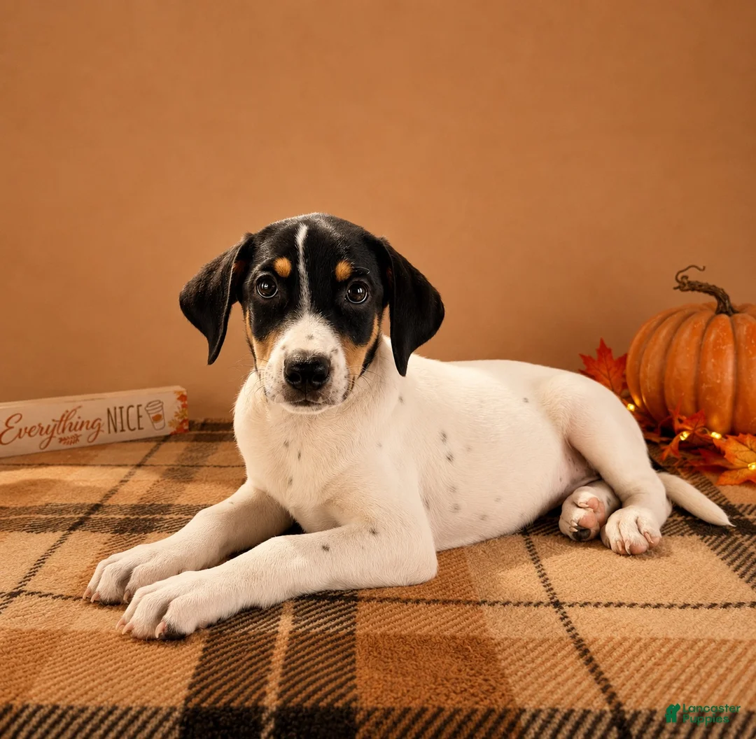 Mixed Breed dogs for sale: Tod - Ad 2
