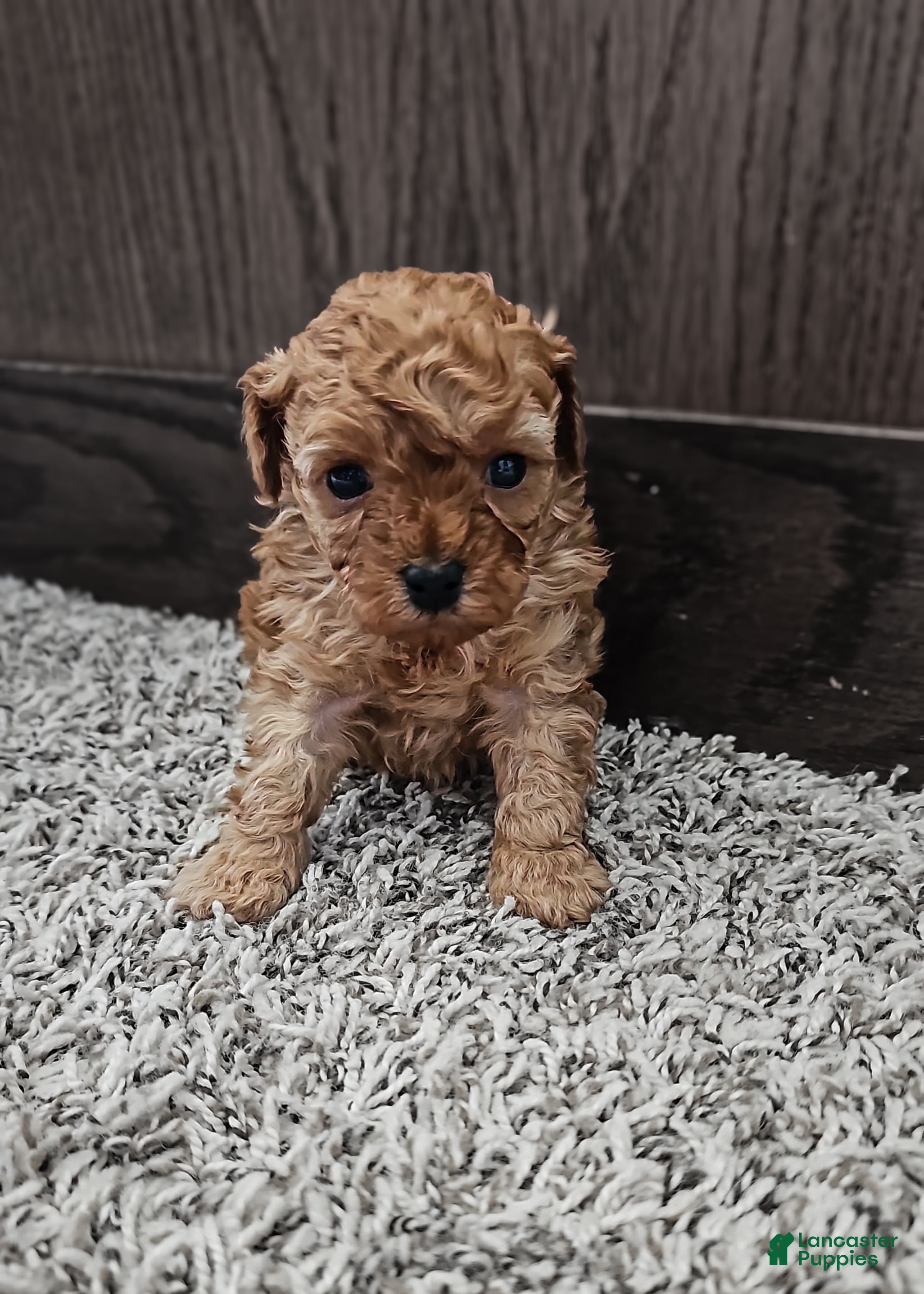 Toy Poodle dogs Teddy - Ad 11