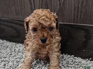 Toy Poodle dogs Teddy - Ad 11