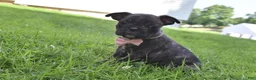 Frug dogs for sale: Mia - Ad 1