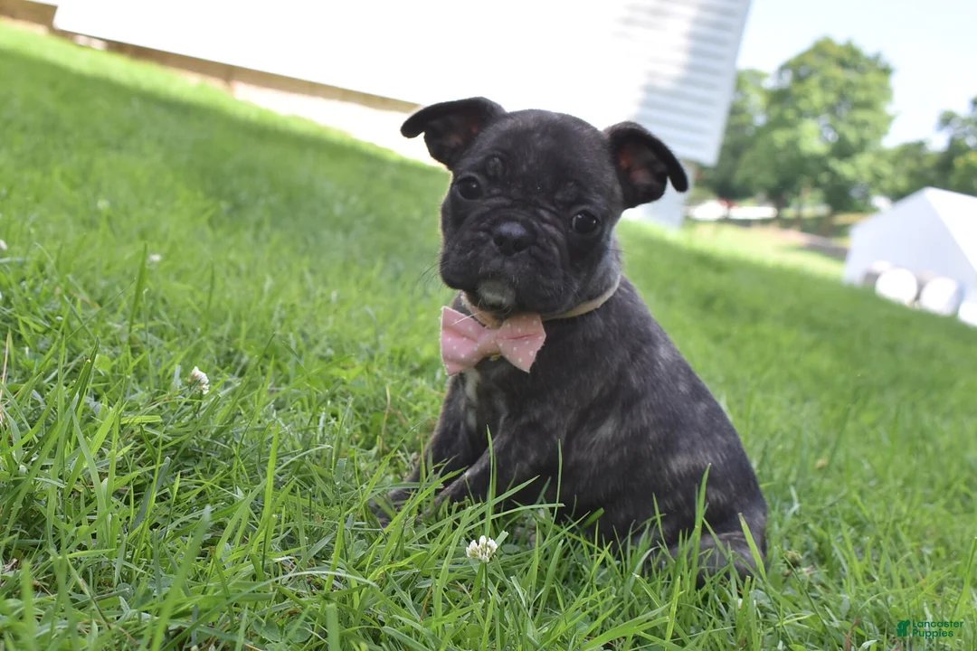 Frug dogs for sale: Mia - Ad 1