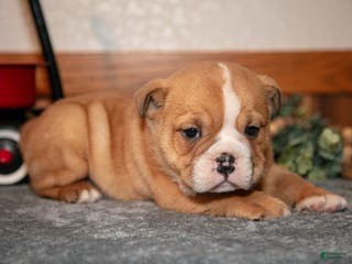Mixed Breed dogs Pudge - Ad 1