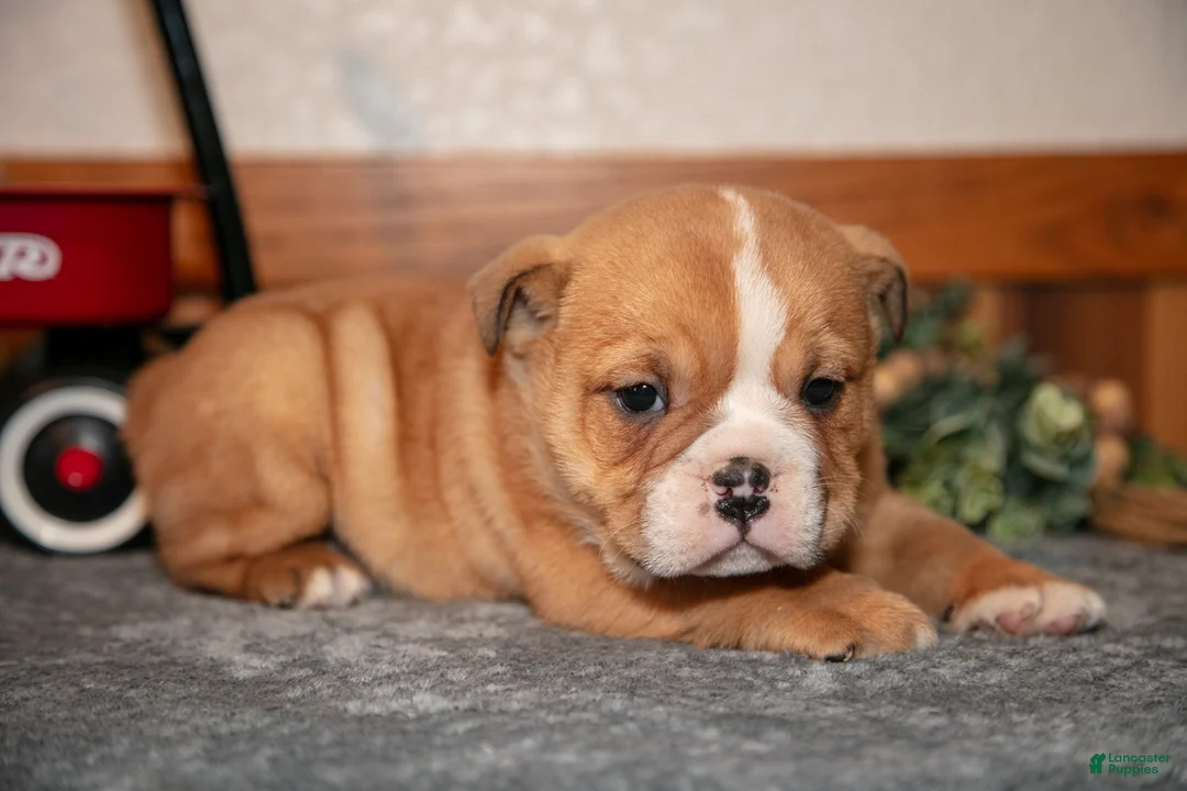 Mixed Breed dogs for sale: Pudge - Ad 1