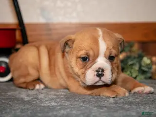 Mixed Breed dogs Pudge - Ad 9