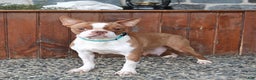 Boston Terrier dogs for sale: Yosemite - Ad 6