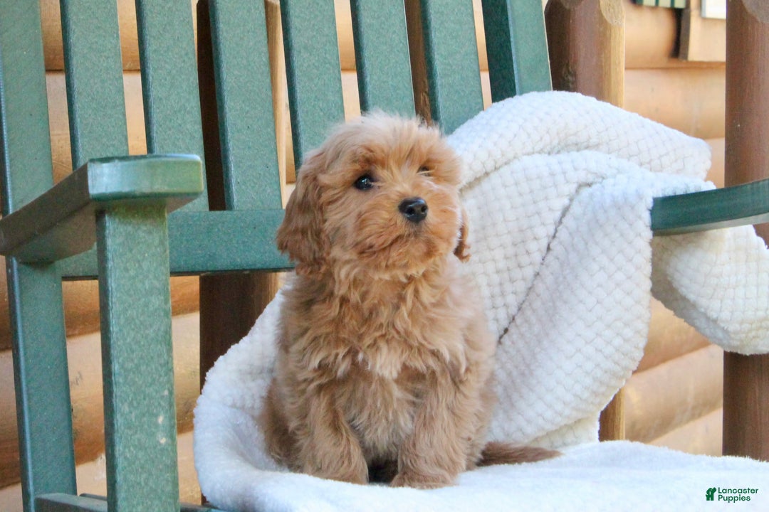 Mini Goldendoodle dogs for sale: Teddy - Ad 4