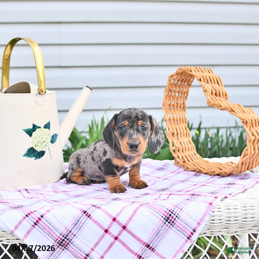 Dachshund dogs Kia - Ad 2