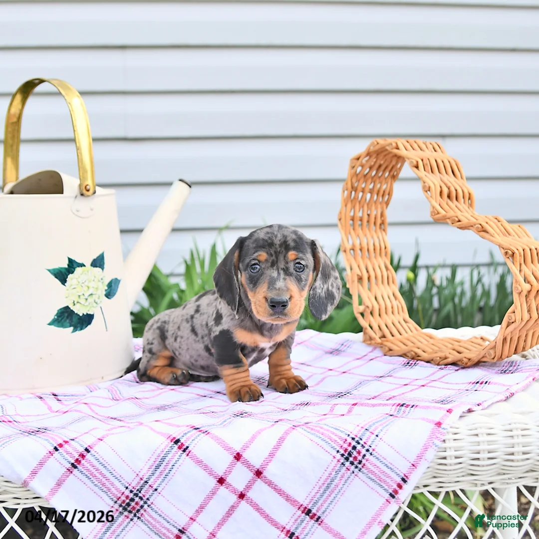 Dachshund dogs for sale: Kia - Ad 2