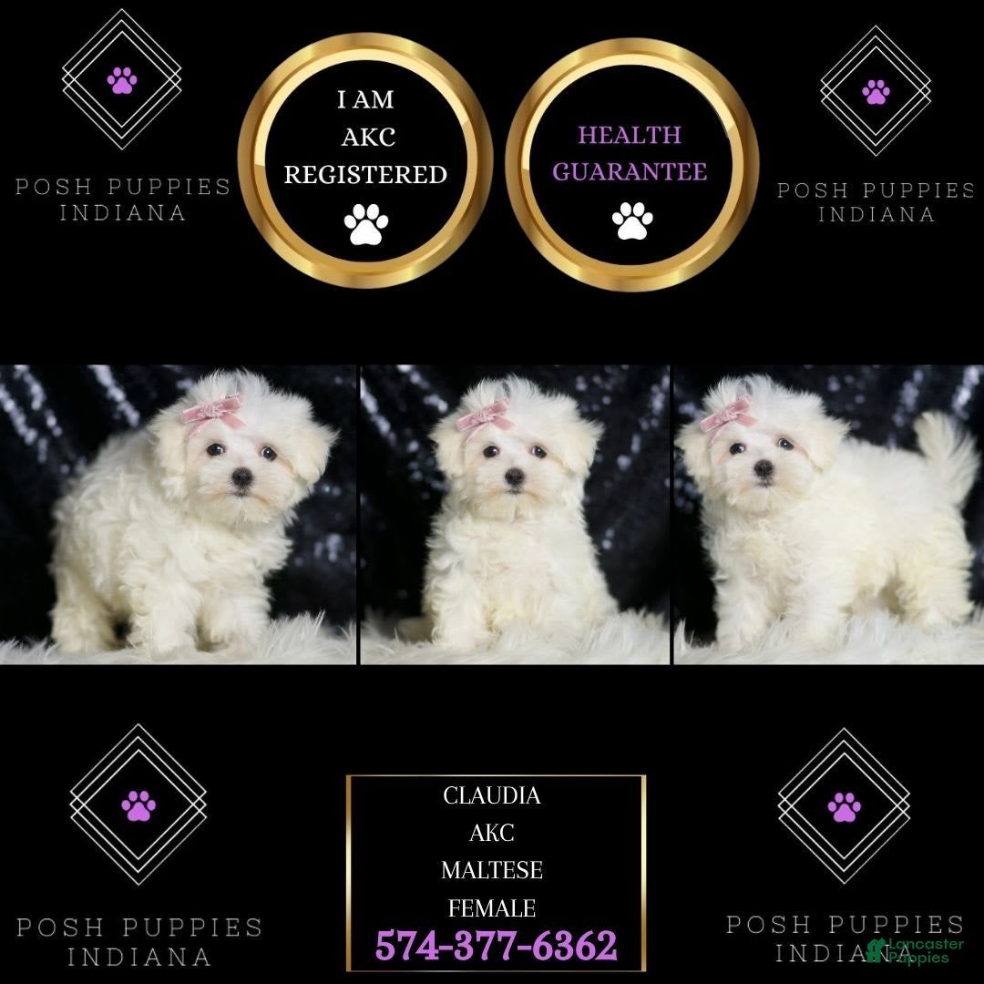 Maltese dogs for sale: Claudia - Ad 6