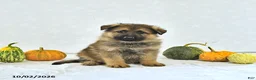 German Shepherd dogs for sale: Bruno - Ad 2