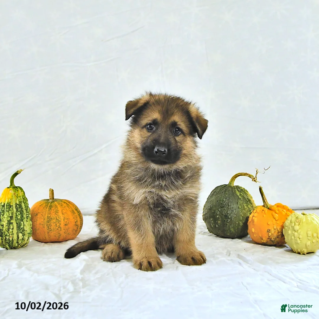 German Shepherd dogs for sale: Bruno - Ad 2
