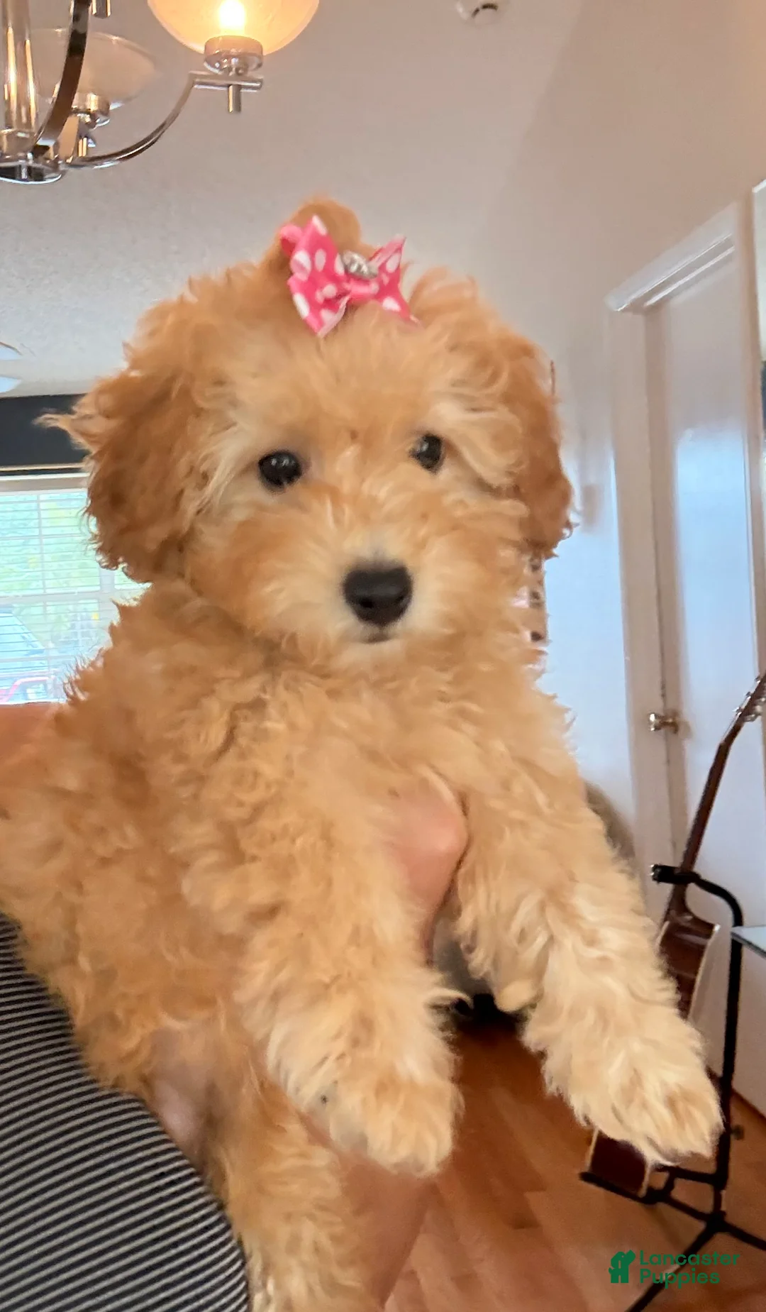 Miniature Poodle dogs for sale: Miniature Poodle Puppy 1 - Ad 1