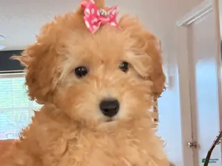 Miniature Poodle dogs for sale: Miniature Poodle Puppy 1 - Ad 2