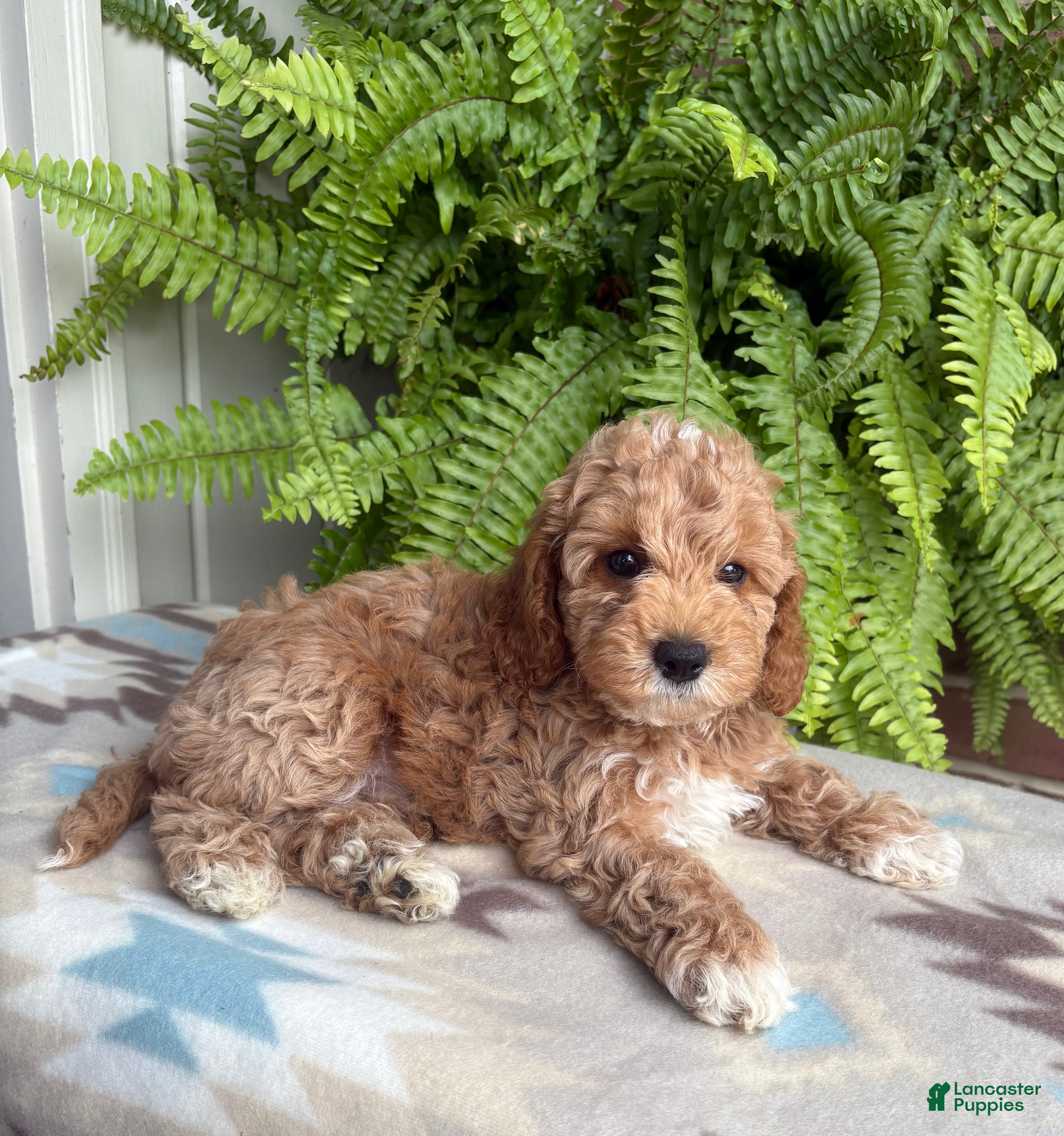 Cockapoo dogs Riley - Ad 1