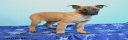 Belgian Malinois dogs for sale: Polly  - Ad 2