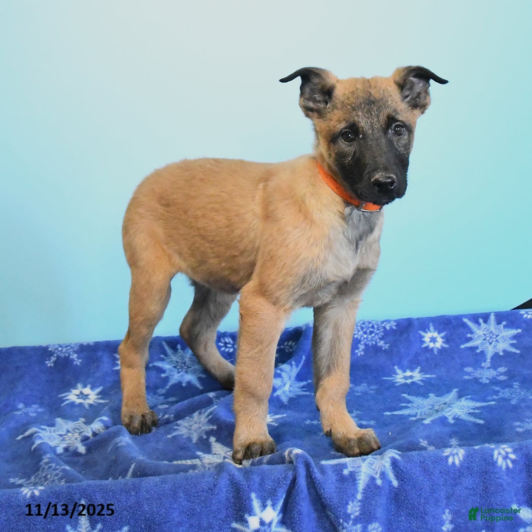 Belgian Malinois dogs for sale: Polly  - Ad 2