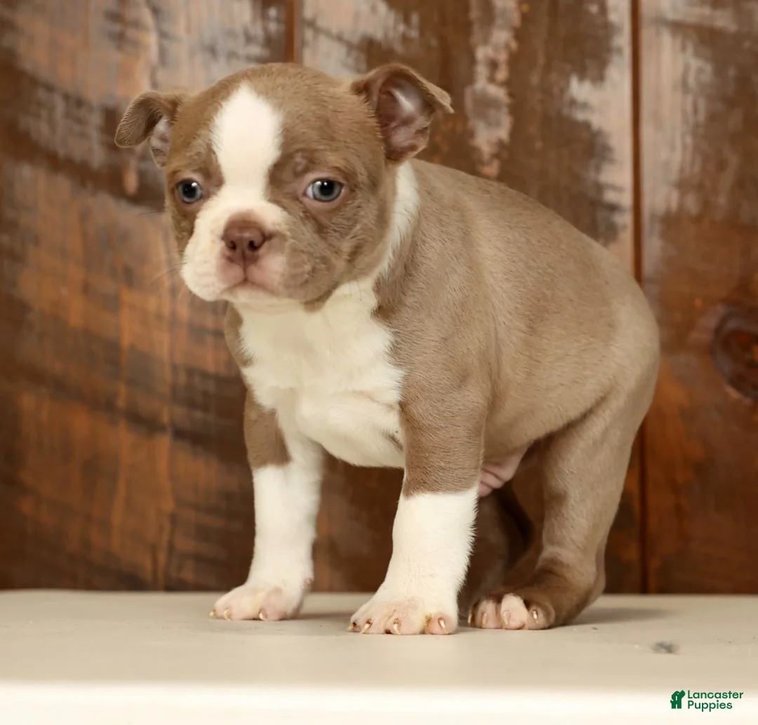 Boston Terrier dogs for sale: Ricky - Ad 8