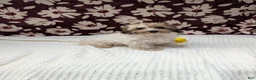 Havapoo dogs for sale: Fern  - Ad 5