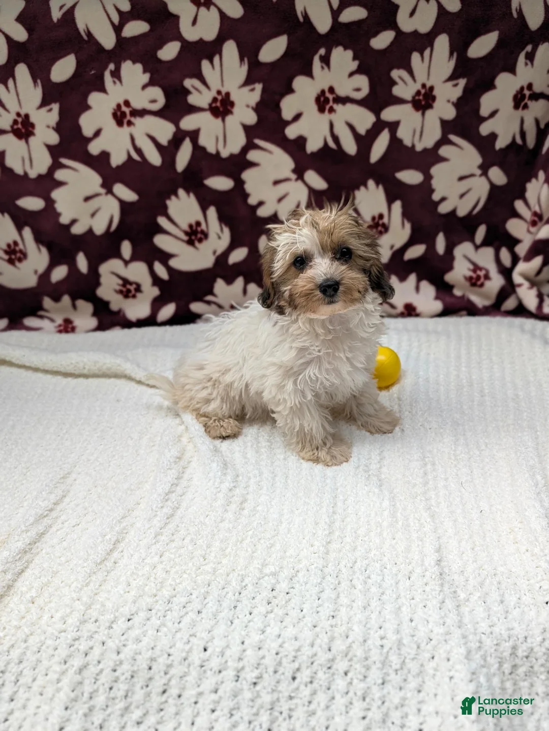 Havapoo dogs for sale: Fern  - Ad 5