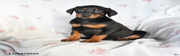 Doberman Pinscher dogs for sale: Daisy - Ad 1