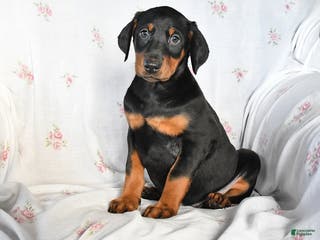 Doberman Pinscher dogs Daisy - Ad 41