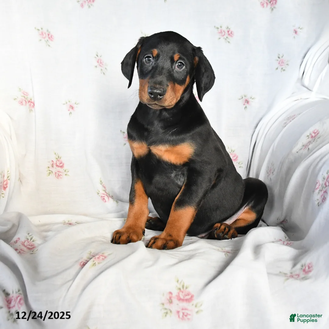 Doberman Pinscher dogs for sale: Daisy - Ad 2