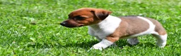 Jack Russell Terrier dogs for sale: Chief - Ad 7