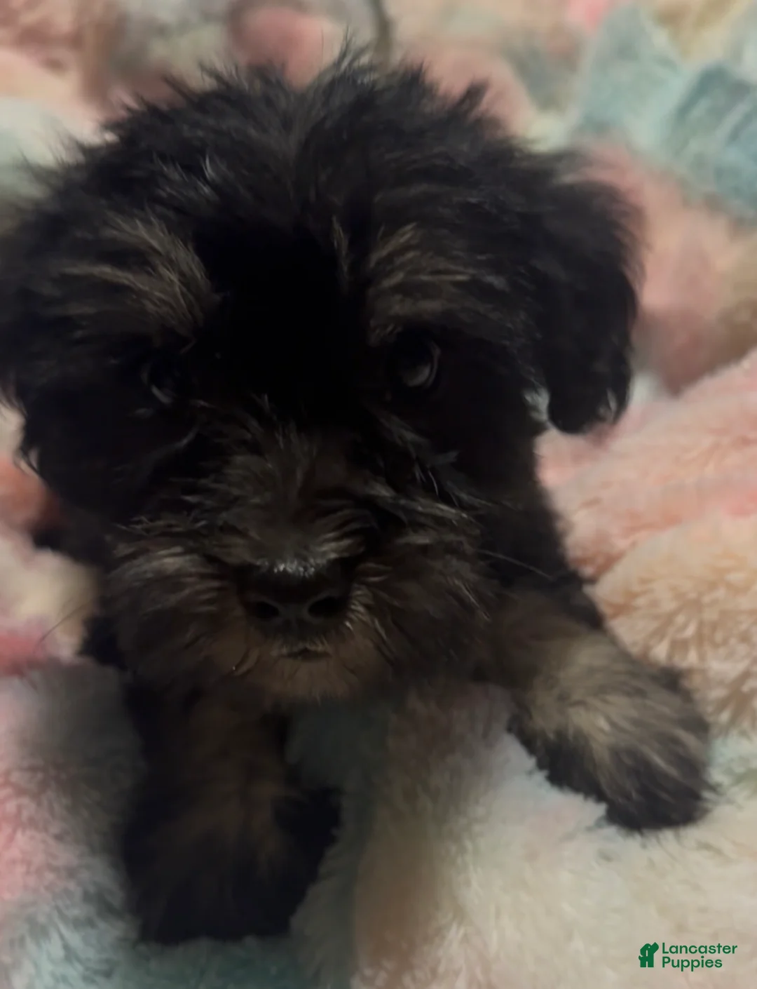 Miniature Schnauzer dogs for sale: Girl Pink - Ad 2