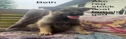 German Shepherd dogs for sale: Beth  - Ad 3
