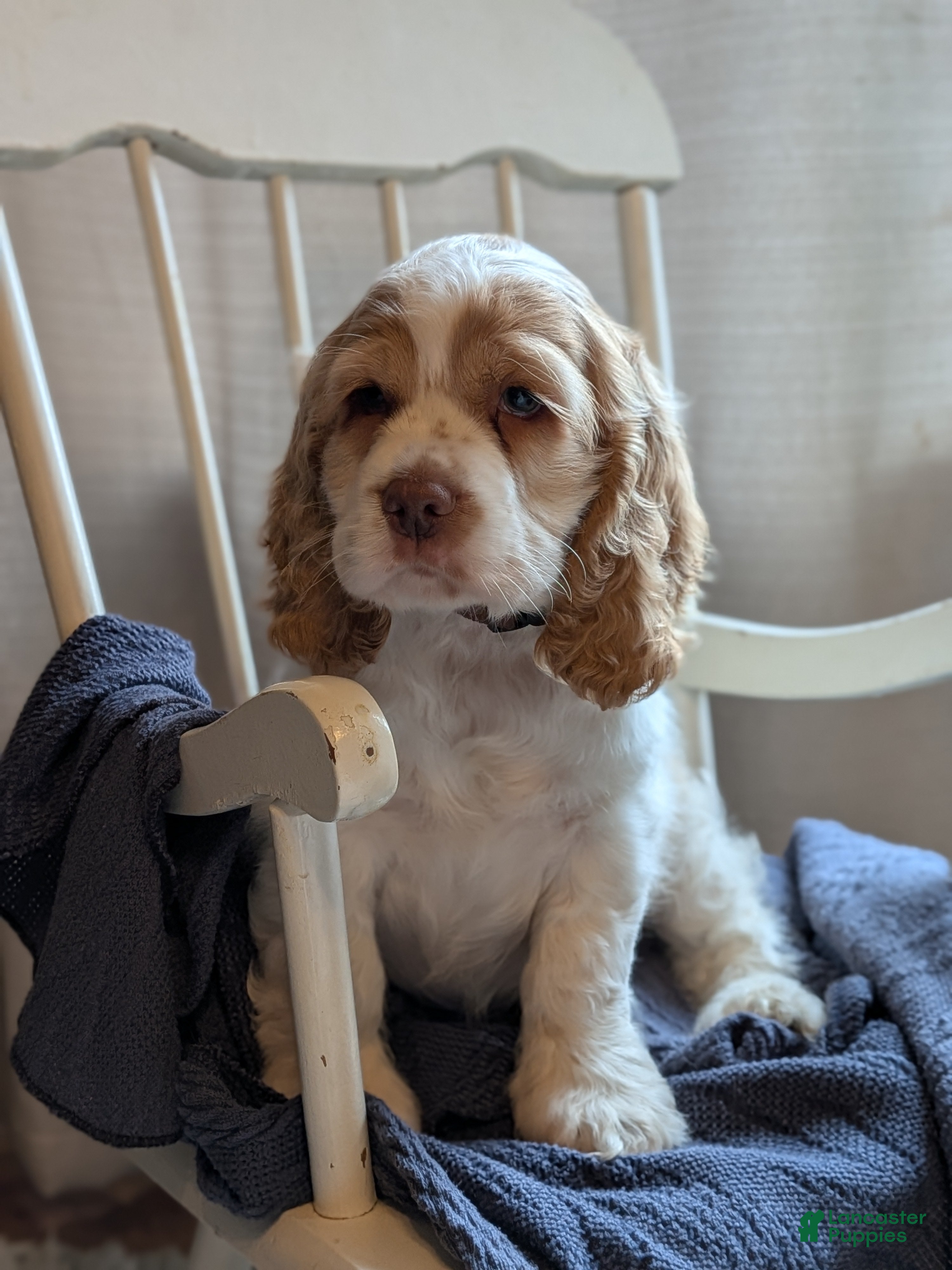 Cocker Spaniel dogs Dusty - Ad 2