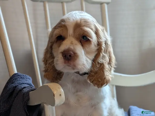 Cocker Spaniel dogs Dusty - Ad 2