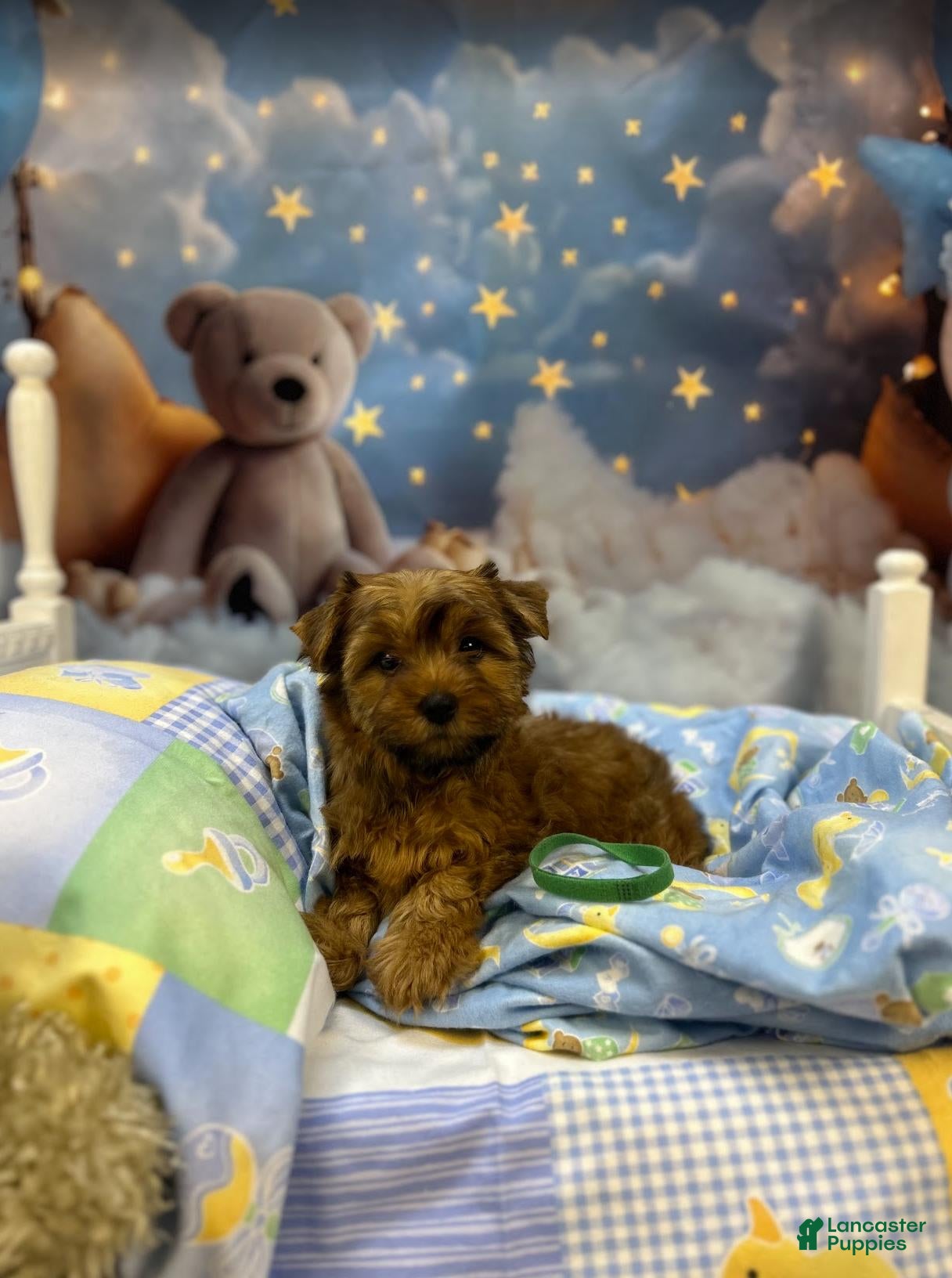 Yorkshire Terrier dogs for sale: Remi's Little Green - Ad 2